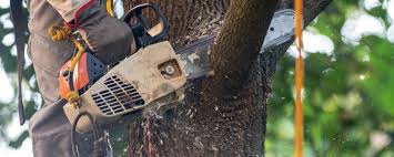 Woodburn, IN Tree Removal Company