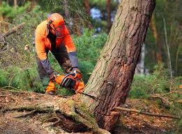 Best Grass Overseeding  in Woodburn, IN