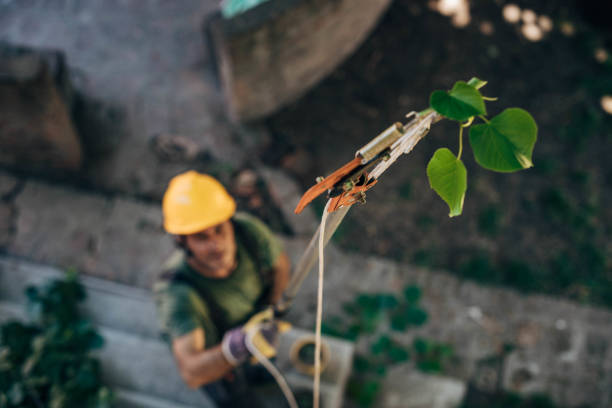 Best Hazardous Tree Removal  in Woodburn, IN