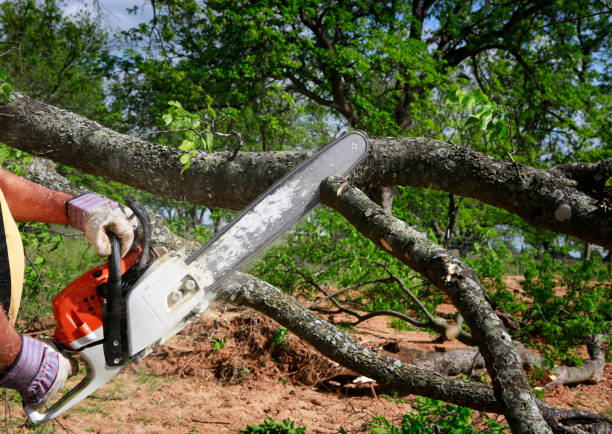 Best Pest Control for Lawns  in Woodburn, IN